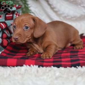 Rudolph, Dachshund Puppy